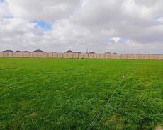 Xəzər r., Buzovna q.