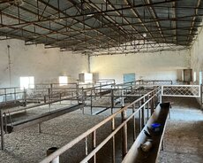 Şirvan, Şirvan şəhəri, Bakı Şirvan yolunun kənarı