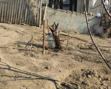 Abşeron r., Masazır q.