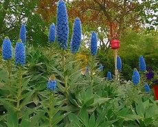 Sabunçu r., Nardaran q.