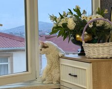 Abşeron r., Masazır q.