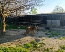 Sabunçu r., Maştağa q.