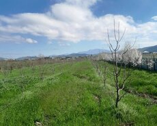 Quba, Qubada 1hektar 26 sot bağ satılır