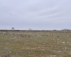 Abşeron r., Novxanı q.