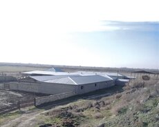 Salyan, Salyan da, Ferma satılır