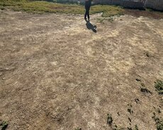 Sabunçu r., Maştağa q.